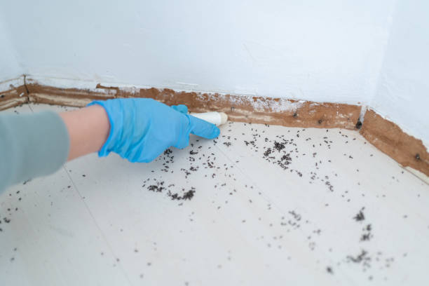 Best Cockroach Control Services  in Darien, IL